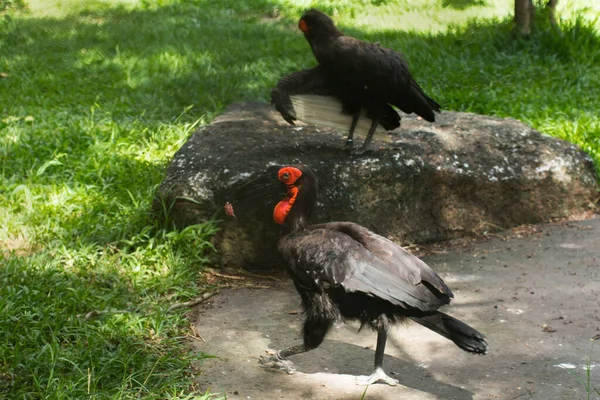 動物園の鳥だ。赤書 — ストック写真