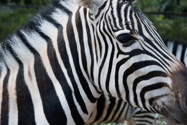 Fechar o rosto de uma Zebra . — Fotografia de Stock