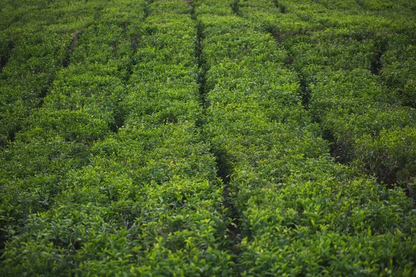 Чайна плантація з чайним листям крупним планом з тлом туманних гір, синьо-зеленим . — стокове фото