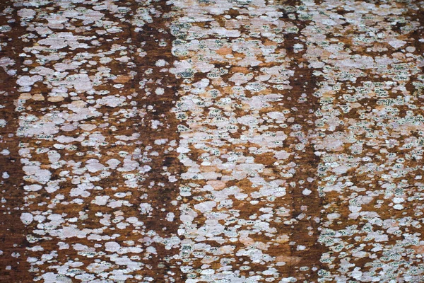 La textura de la corteza de una palmera en primer plano —  Fotos de Stock
