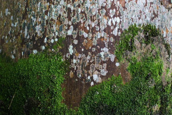 Moos wächst auf einem alten Palmenhintergrund. — Stockfoto