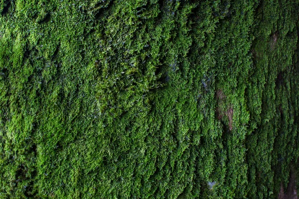 Struktura mechu. Moss pozadí. Zelený mech na grunge textuře, pozadí. — Stock fotografie