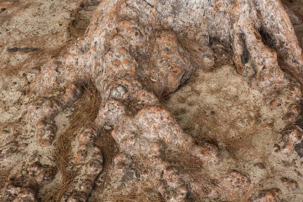 La textura de la raíz del árbol en primer plano — Foto de Stock