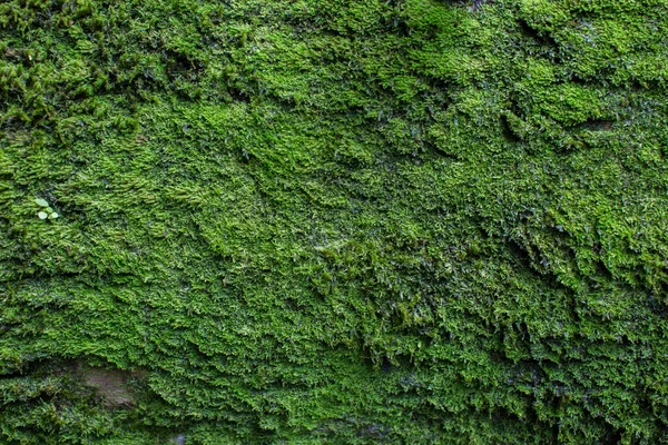 Textura musgo. Fondo musgo. Musgo verde sobre textura grunge, fondo. — Foto de Stock