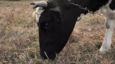 Gün batımında tarlada otlayan arka plandaki inek.