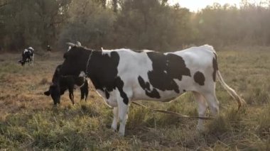 İnekler gün batımında ormanın yakınındaki bir çayırda otlarlar.