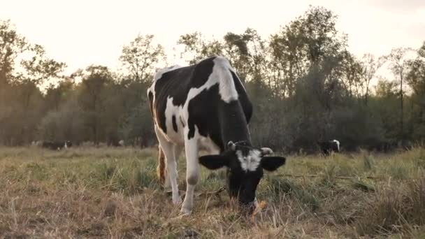 日没時に畑でバックライト牛の放牧 — ストック動画