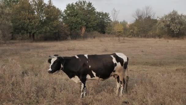 A vaca está a olhar para a câmara. Vaca no campo — Vídeo de Stock