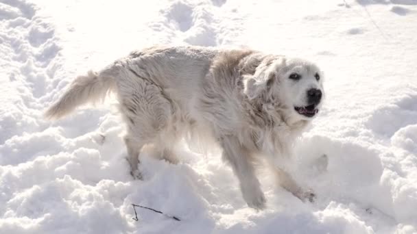 Golden Retriever γαβγίζει δυνατά στο χιόνι του χειμώνα — Αρχείο Βίντεο