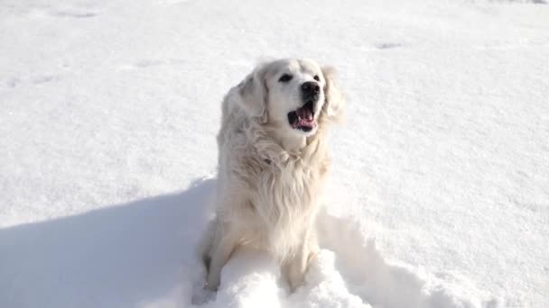 Golden Retriever γαβγίζει δυνατά στο χιόνι του χειμώνα — Αρχείο Βίντεο
