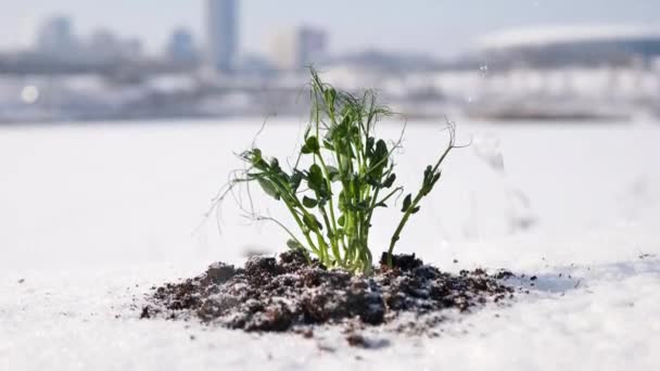Fiatal növény egy felolvasztott telken a város hátterében — Stock videók