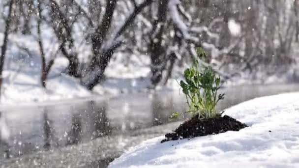 La neige tombe sur une jeune plante sur une parcelle de terre décongelée sur fond de rivière. — Video