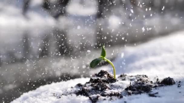 Сніг падає на молоду рослину на розтопленій ділянці землі на тлі річки . — стокове відео