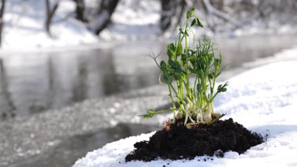 Buzları çözülmüş bir arazide, bir nehrin arka planında genç bir bitki. — Stok video