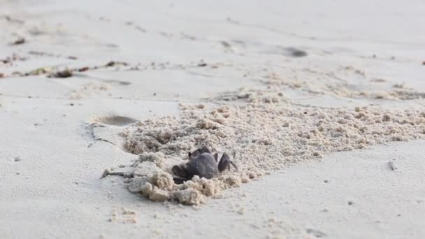 Krab na plaży wykopuje dziurę. — Wideo stockowe