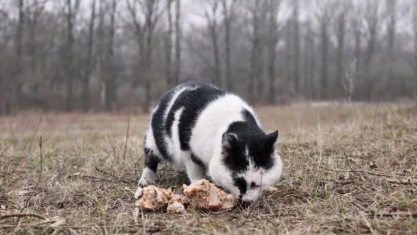 Gatuherrelös katt äter på gräset — Stockvideo