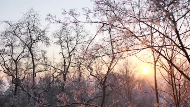 冬の早朝、夜明け。窓から見た冬の風景 — ストック動画