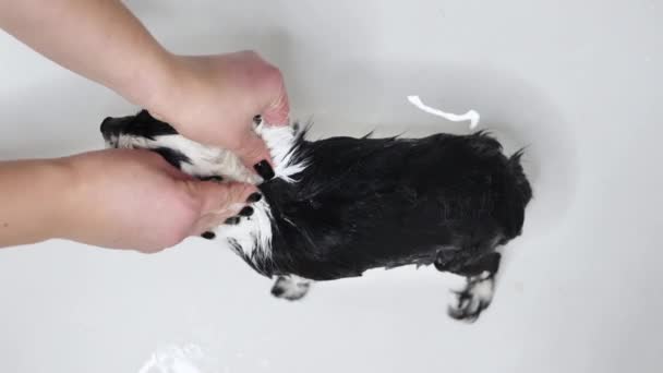 Ο ιδιοκτήτης λούζει το χαριτωμένο μικρό σκυλί Chihuahua στην μπανιέρα μετά από ένα μπάνιο στο σωλήνα.κάτω από το ντους — Αρχείο Βίντεο