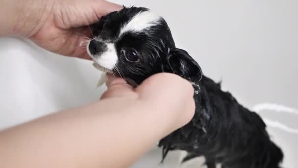Le propriétaire baigne le petit chien chihuahua dans la baignoire après avoir pris un bain dans la baignoire.sous la douche — Video