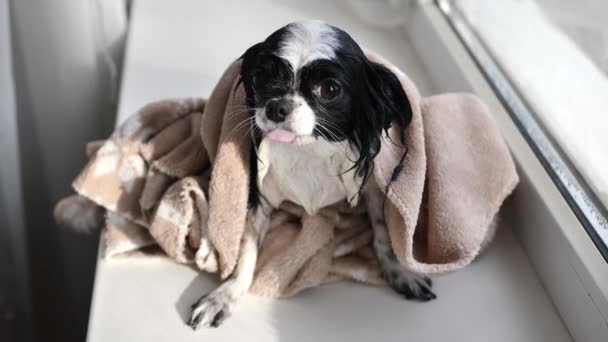Islak Chihuahua köpeği banyodan sonra pencere eşiğinde sallanan bir havluyla. — Stok video