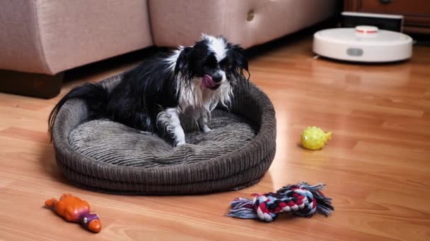 Schattige kleine Chihuahua droogt na het nemen van een douche. — Stockvideo