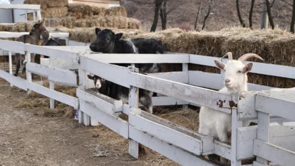 动物：在寒冷的冬季，山羊、小牛、驴在木制栅栏中 — 图库视频影像