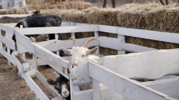 Schwarze und weiße Ziegen im winterlichen Holzkäfig — Stockvideo