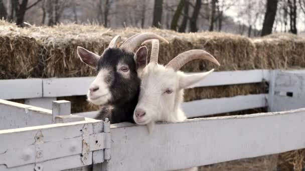 Schwarze und weiße Ziegen im winterlichen Holzkäfig — Stockvideo