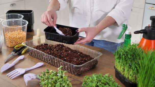 Close-up van een vrouw handen, een boer is het gieten van grond, aarde in een lade voor het planten van micro-groene zaden — Stockvideo