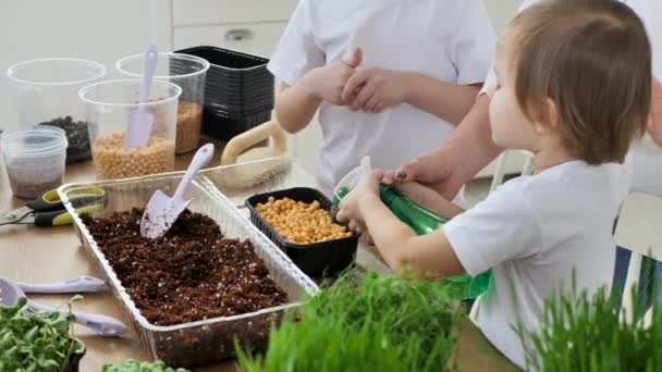 Los niños pequeños ayudan a su madre en la cocina a plantar micro-verde, agua y llenarlo. El concepto de alimentación saludable y vegetarianismo — Vídeos de Stock