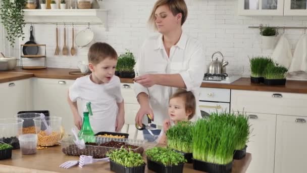 Mãe com sua filha e filho crescem microverde em casa, cortam ervilhas com tesoura e comem — Vídeo de Stock