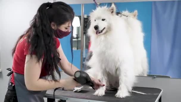Vrouwelijke verzorger droogt een Samoyed hond met een haardroger na het scheren en wassen. Een grote hond in een kapperszaak — Stockvideo