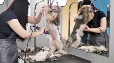 Bir kuaför berber dükkanında bir köpek kürkünü jiletle tıraş eder.
