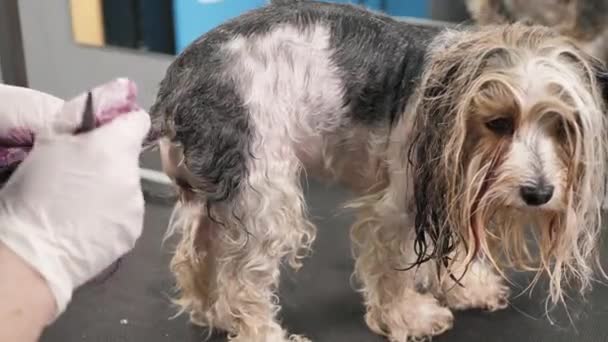 Pflegerin färbt Schwanz eines Yorkshire Terriers in einem Friseurladen — Stockvideo