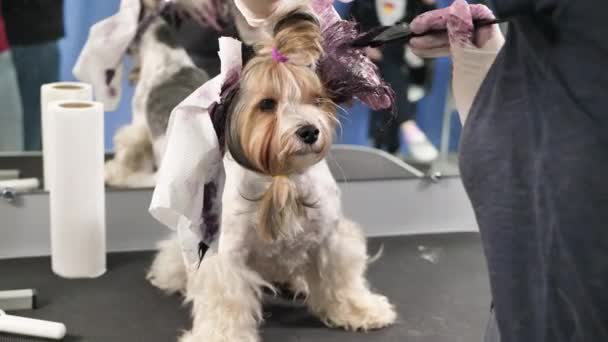 Eine Pflegerin bemalt die Wolle eines Yorkshire Terriers in einem Friseurladen — Stockvideo