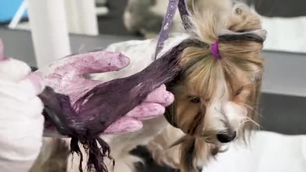 Eine Pflegerin bemalt die Wolle eines Yorkshire Terriers in einem Friseurladen — Stockvideo