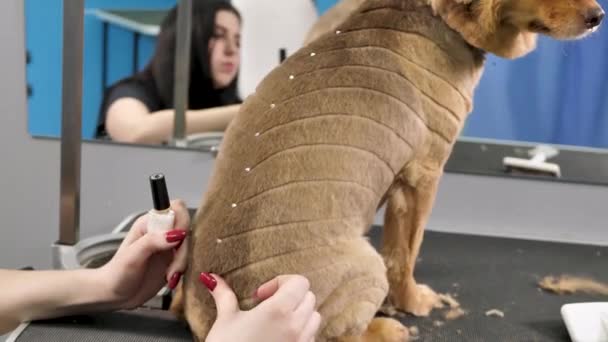 Грумер прикрашає собаку бісером після стрижки і миття в перукарні — стокове відео