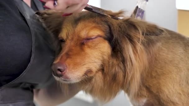 Close-up van een groomer die een hond trimt met een schaar — Stockvideo