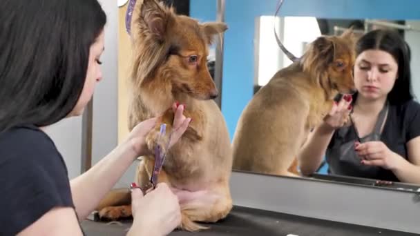 Close-up van een groomer die het haar op de hondenpoten knipt met een schaar — Stockvideo