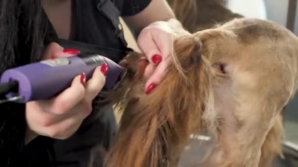 Een groomer scheert een hondenvacht met een elektrisch scheermes in een kapperszaak — Stockvideo