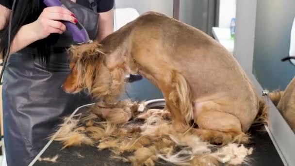 Ένας κομμωτής ξυρίζει μια γούνα σκύλου με ένα ηλεκτρικό ξυράφι σε ένα κουρείο — Αρχείο Βίντεο