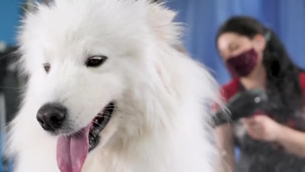 Betina groomer mengeringkan anjing Samoyed dengan pengering rambut setelah mencukur dan mencuci. Seekor anjing besar di sebuah toko cukur — Stok Video
