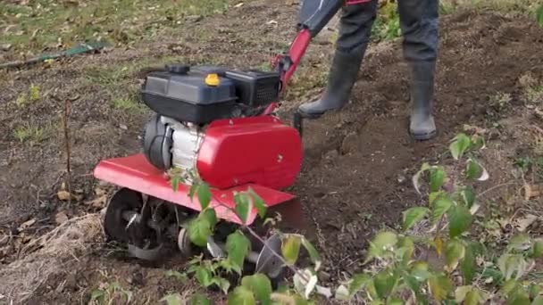 El hombre trabaja en un huerto con un cultivador de jardín. Cultivador de jardín para el trabajo, primer plano. Un hombre con un tractor trabajando en un campo en una granja — Vídeos de Stock