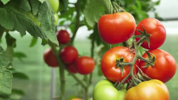 Genç bir çiftçi kadın olgun domateslere uzanır serada bir budama makinesiyle — Stok video