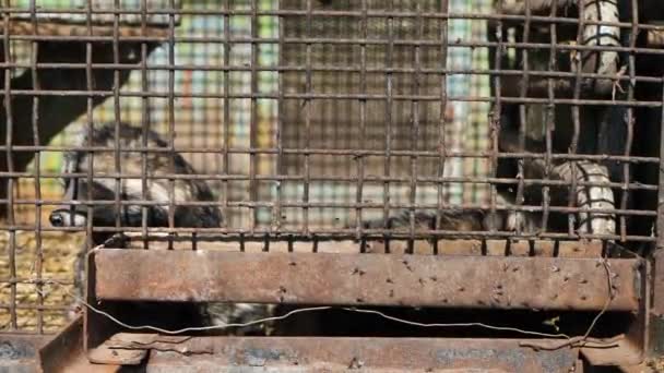 Crueldade animal. O guaxinim está trancado em uma gaiola em más condições. Uma raposa numa jaula. Conceito de protecção dos animais — Vídeo de Stock