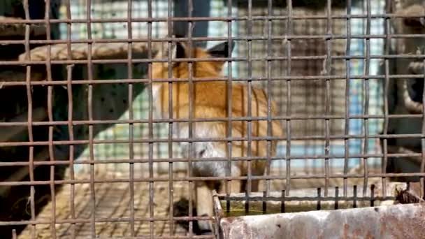 Animal abuse. The fox is locked in a cage in poor conditions. Fox in the cage. Animal protection concept — Stock Video