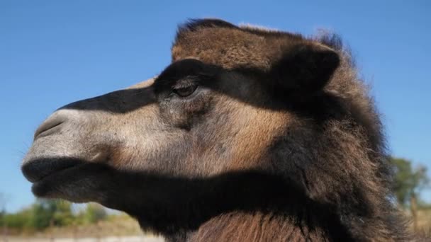 Portrét roztomilého velblouda v zoo pod slunečním svitem na modrém pozadí oblohy — Stock video