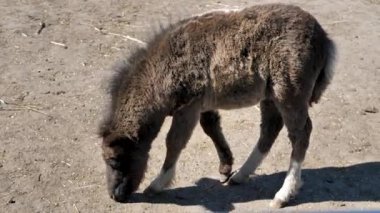Kalemdeki dost canlısı eşek. Çiftlik, hayvanat bahçesi