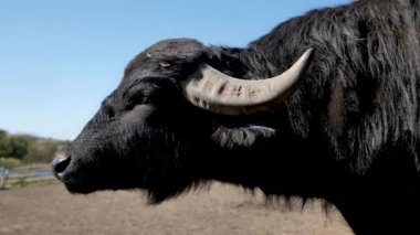 Hayvanat bahçesindeki bir bufalonun portresi. Esaret altında yaşam