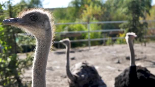 Los avestruces caminan en el paddock. Retrato frontal de cabeza y cuello de un avestruz en una granja de avestruces. Ganadería de avestruces. — Vídeo de stock